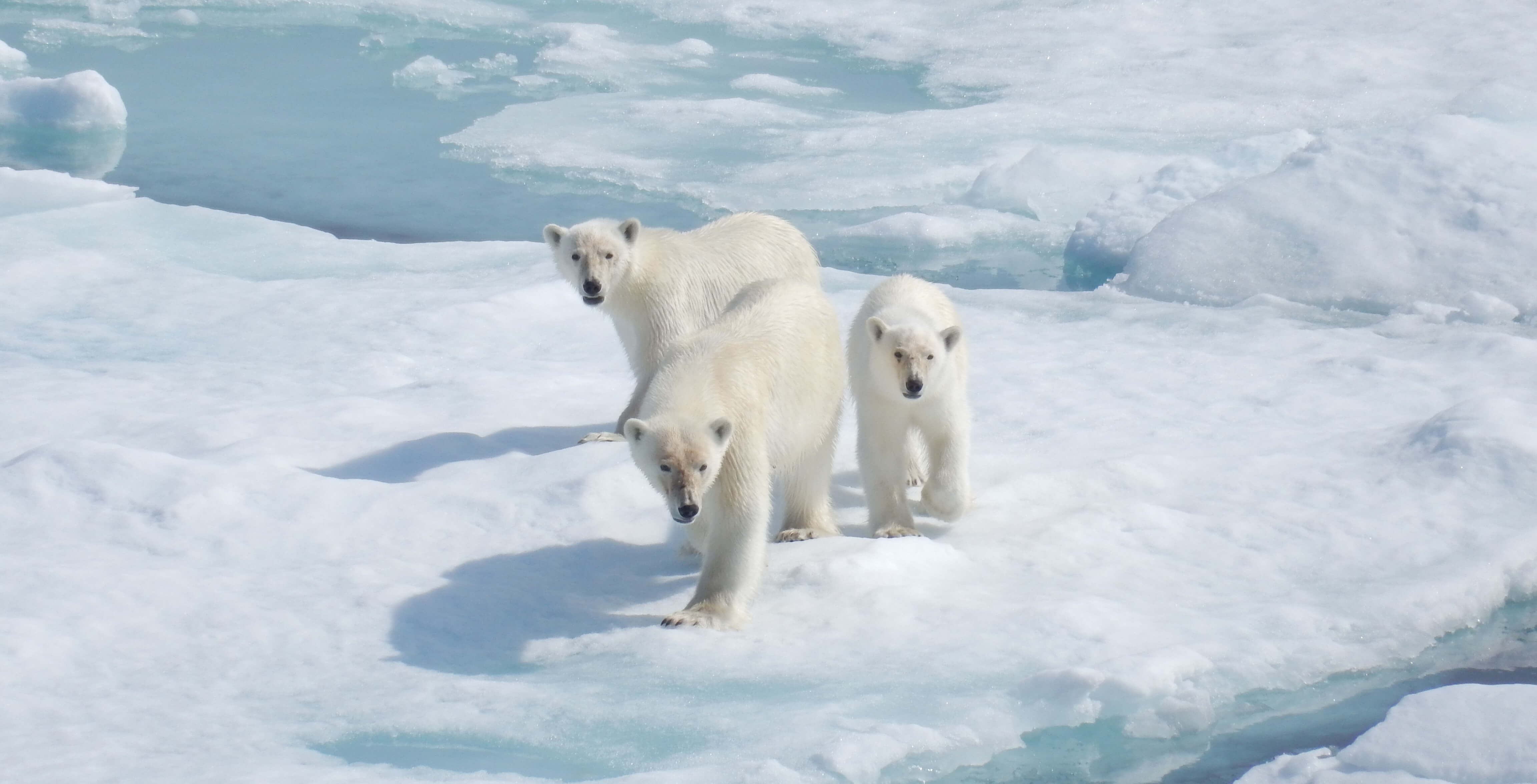 Polar bear family in the arctic - Sentinel North international phd school